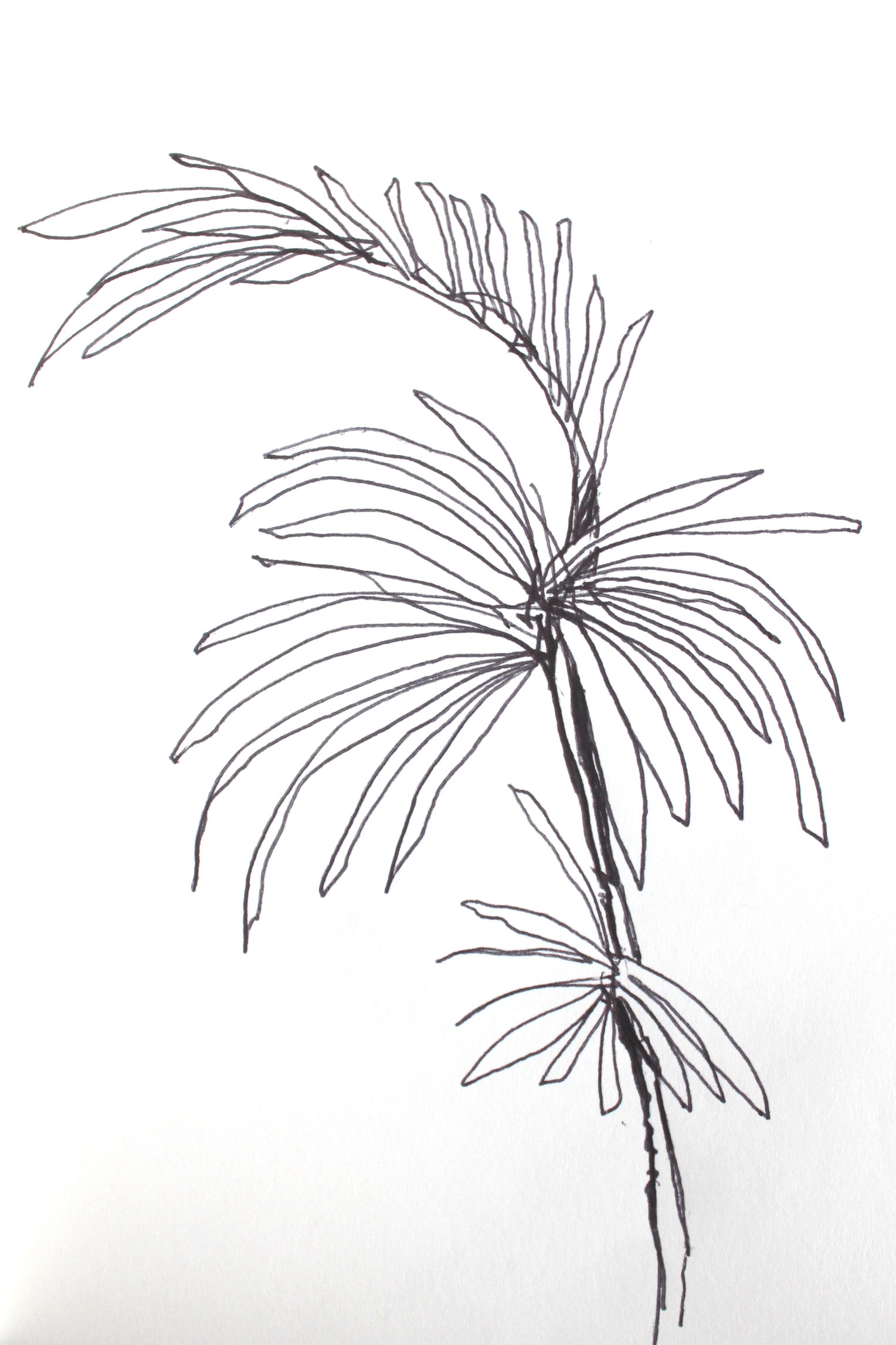 Experimentelle_Zeichnung_Pflanze_Bali (4).jpg